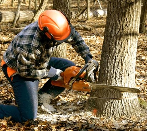 Tree Removal in Pasadena, MD